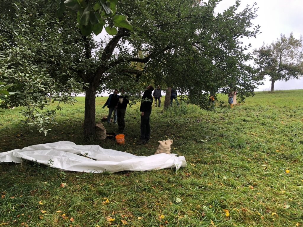 Herbst-Aktionen der Apfelweingruppe der Bürgergruppe